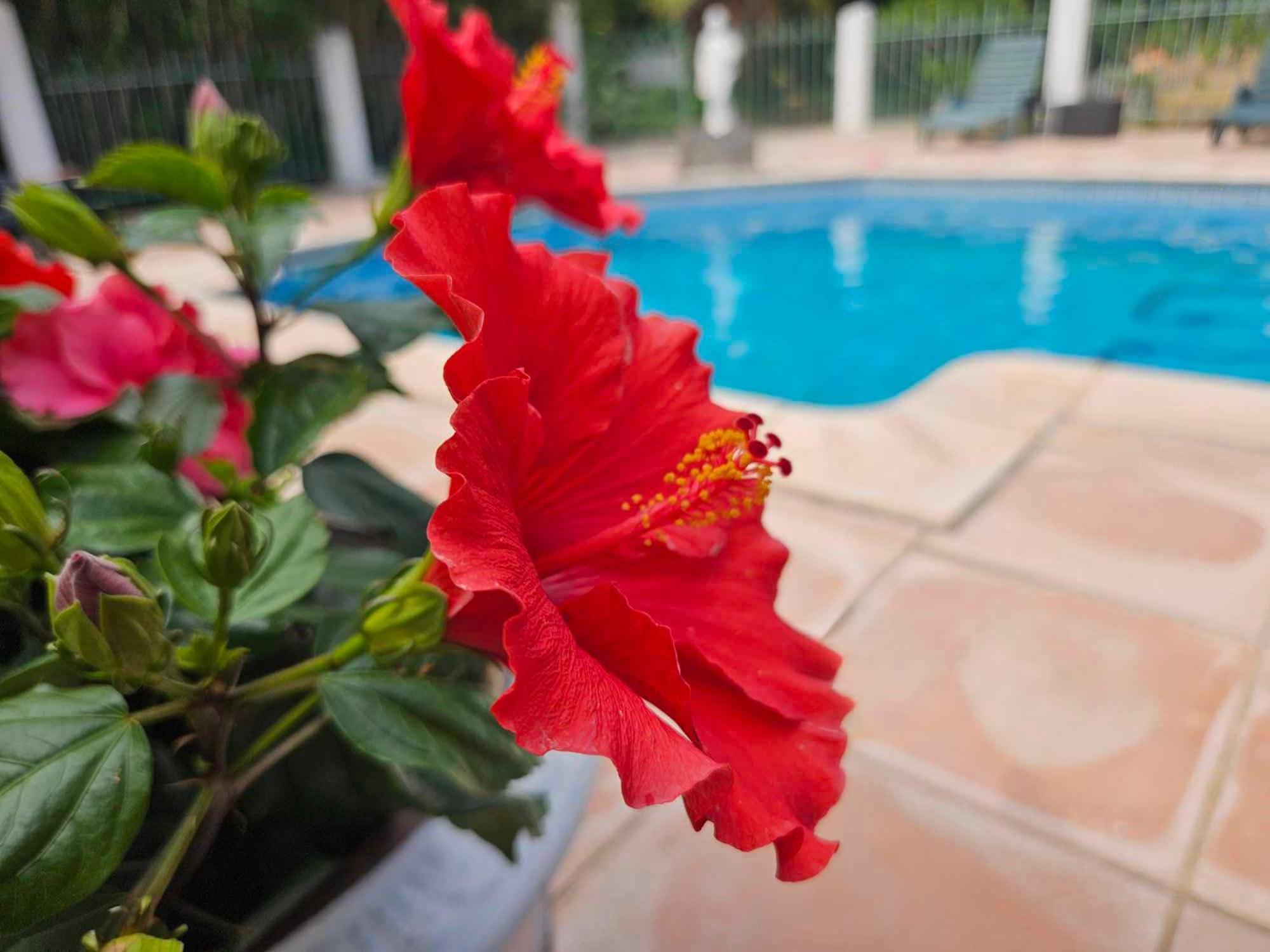 Les Jardins Du Patriarche Hotel アグド エクステリア 写真